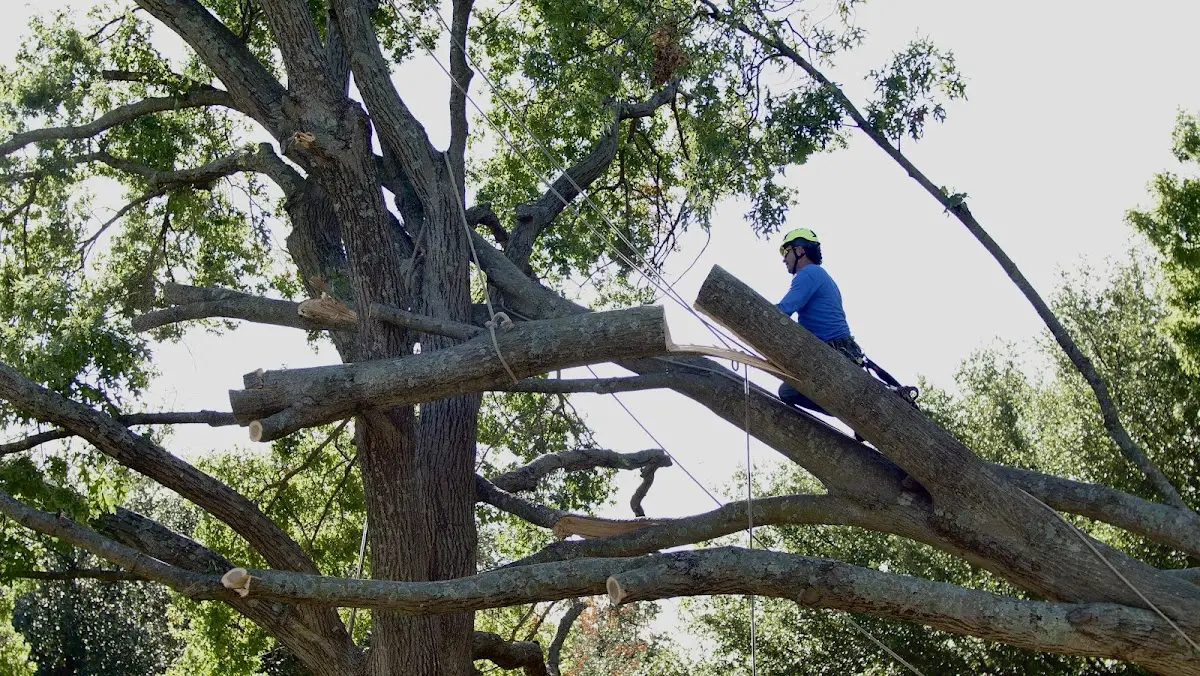Professional Hazardous Tree Removal performed by certified arborists in Hallstead